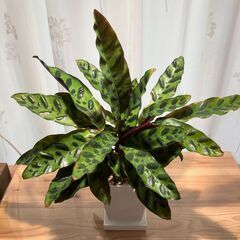 観葉植物 カラテア インシグニス