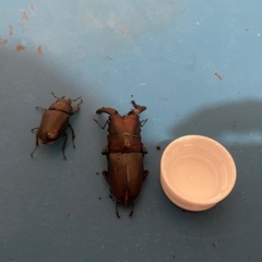 ノコギリクワガタ　ペアの画像