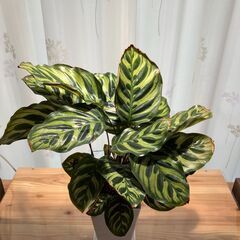 観葉植物 カラテア マコヤナ