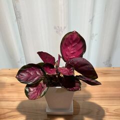 観葉植物 カラテア ロージー