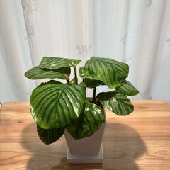 観葉植物 カラテア オルビフォリア