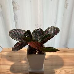 観葉植物 カラテア ロゼオピクタドッティー