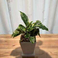 観葉植物 カラテア エンペラー