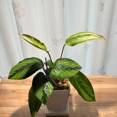 観葉植物 カラテア ビューティースター