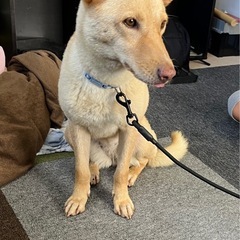 迷子犬