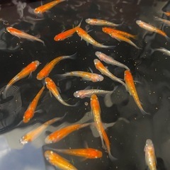 王華　即戦力の産卵サイズ！　※完売　メダカの画像