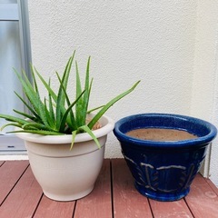 13日迄 値下げ! 特大サイズ 陶器植木鉢とカンパナ鉢 2つセット