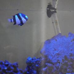受付終了　水槽（60cm）&飼育用品一式の画像
