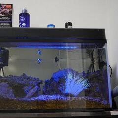 受付終了　水槽（60cm）&飼育用品一式