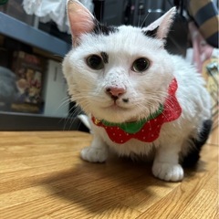 大福餅のような男の子だいふくちゃん