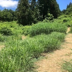草刈り時給1100円でやってくれる方！