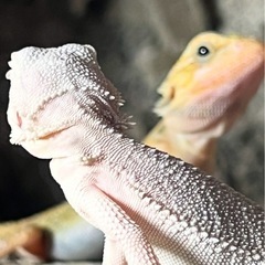 🔵07/29(火)更新 餌用活コオロギ の画像