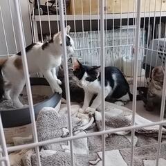 三毛猫三姉妹　黒白