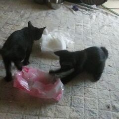 トライアル予定　黒　子猫２匹　生後２か月