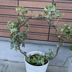 ヘデラ　鉢