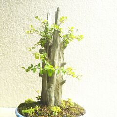 盆景石柱