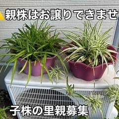 【やなぴ様】ベビーサンローズ③オリヅルラン②計5点セット♪の画像