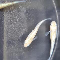 【癒しの里】メダカ無人販売の画像