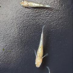 【癒しの里】メダカ無人販売の画像