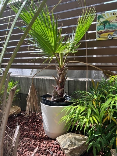 ワシントンヤシ