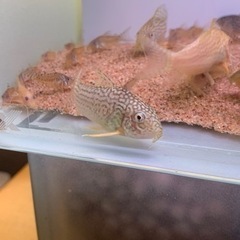 ステルバイ・・とか！ | アクアショップフィン 店長ブログ