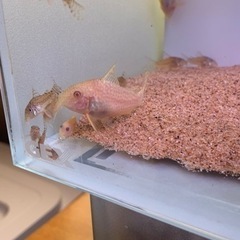 コリドラスステルバイ　繁殖個体セット　アルビノステルバイ　の画像