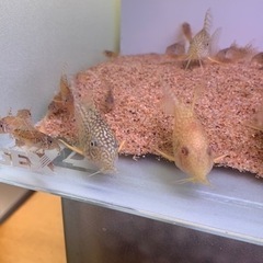 コリドラスステルバイ　繁殖個体セット　アルビノステルバイ　の画像