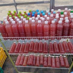 松本市でメダカ販売中の画像