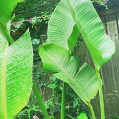 交渉中　観葉植物　オーガスタ　約10号鉢　の画像