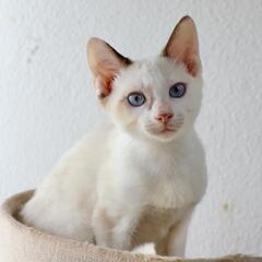 シャムミックス兄弟猫２匹　人なれしてます