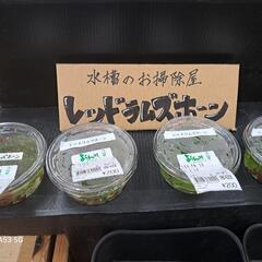よらん野INめだか販売中
