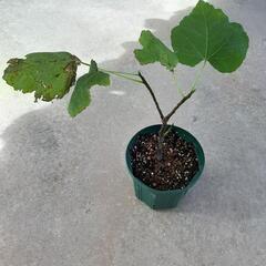 いちじく　イチジク　無花果　苗　果樹　植物