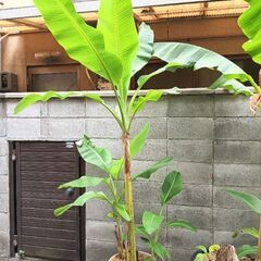 (ありがとうございました) 観葉植物　奄美大島野生バナナ　大株～...