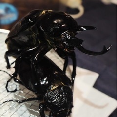 マルスゾウカブトオス幼虫1匹