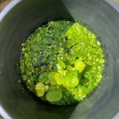 水草