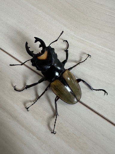 ラコダールツヤクワガタ