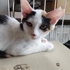 三毛猫　三姉妹　お鼻がキュート