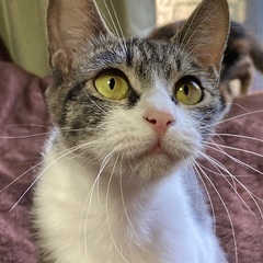 元野良の保護猫 - 大田市