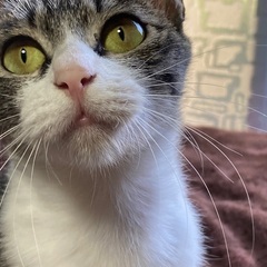 元野良の保護猫 − 島根県