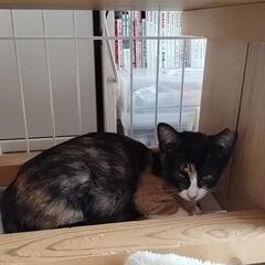 三毛猫　三姉妹　サビ柄