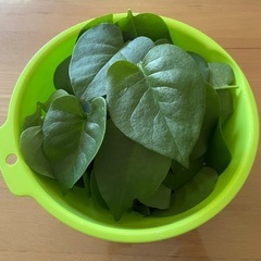 ③★庭で採れました「おかわかめ」「雲南百薬」スーパーフード！健康野菜