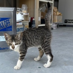 【検査済】子猫の里親募集です。ご協力お願いします