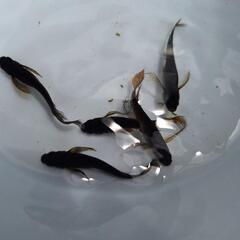 👿サタンレッドテールの稚魚👿10匹の画像