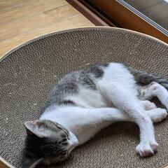 保護猫を迎えよう‼️6-4くん❗ - 猫