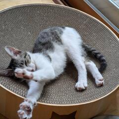 保護猫を迎えよう‼️6-4くん❗ - 米子市