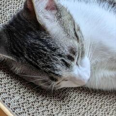 保護猫を迎えよう‼️6-4くん❗ - 里親募集