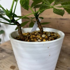 斑入り パキラ　ミルキーウェイの画像