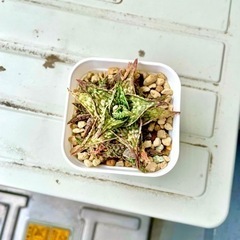 【多肉植物】アロエ　ドリアンブラック