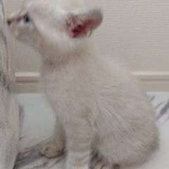 生後2か月弱　シャム系男の子里親さん募集します🐈（お話し中）