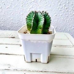 【多肉植物】ユーフォルビア　ホリダの画像